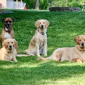 Planned Pethood - My 4 fur babies! - Veterinarians Near Me - Brooksville, Florida Planned Pethood - My 4 fur babies! - Veterinarians Near Me - Brooksville, Florida