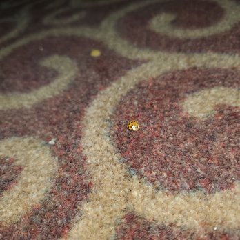 Hampton Inn Chicago-Carol Stream - Bug under the bed - Hotels Near Me - Carol Stream, Illinois