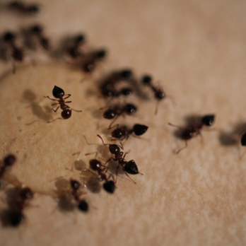 Turbo Pest Solutions - Pest Control Near Me - Hernando, Florida Turbo Pest Solutions - Pest Control Near Me - Hernando, Florida