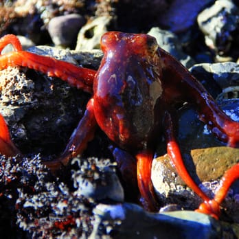 Fitzgerald Marine Reserve - Octopus! - Parks Near Me - Moss Beach, California Fitzgerald Marine Reserve - Octopus! - Parks Near Me - Moss Beach, California