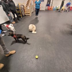The Paw Room - Wide angle capturing 90% of the space