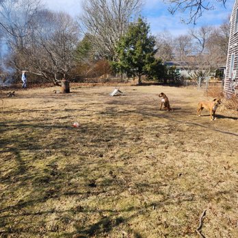 Cape Cod Dog Waste Removal - Nice open side yard for the dogs to run! - Pet Waste Removal Near Me - Bourne, Massachusetts Cape Cod Dog Waste Removal - Nice open side yard for the dogs to run! - Pet Waste Removal Near Me - Bourne, Massachusetts