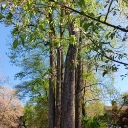 Van Yahres Tree Company - Happy trees!