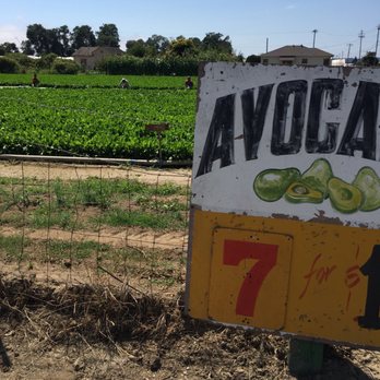 Farm Fresh Produce - Fruits & Veggies Near Me - Watsonville, California Farm Fresh Produce - Fruits & Veggies Near Me - Watsonville, California