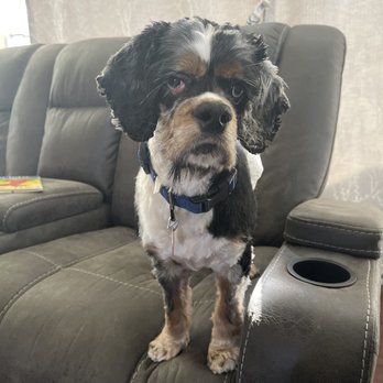 Doggie Spa - The after photo! - Pet Groomers Near Me - Corona, California