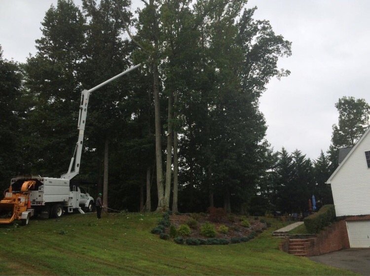 SOSA TREE SERVICE - Updated January 2026 - 21 Photos & 17 Reviews ...