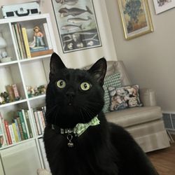 Best Friend's Veterinary Center - my wonderful cat thomas a few years ago (when he still looked healthy)