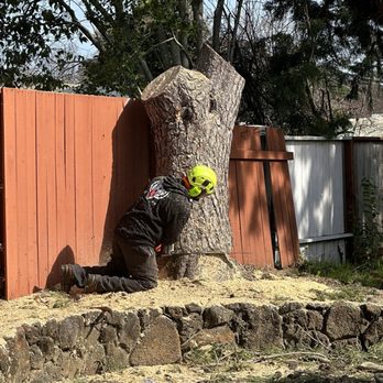 Flores Tree Service - Tree Services Near Me - San Rafael, California Flores Tree Service - Tree Services Near Me - San Rafael, California