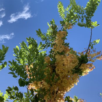 Hunakai Park - Shower tree - Parks Near Me - Honolulu, Hawaii