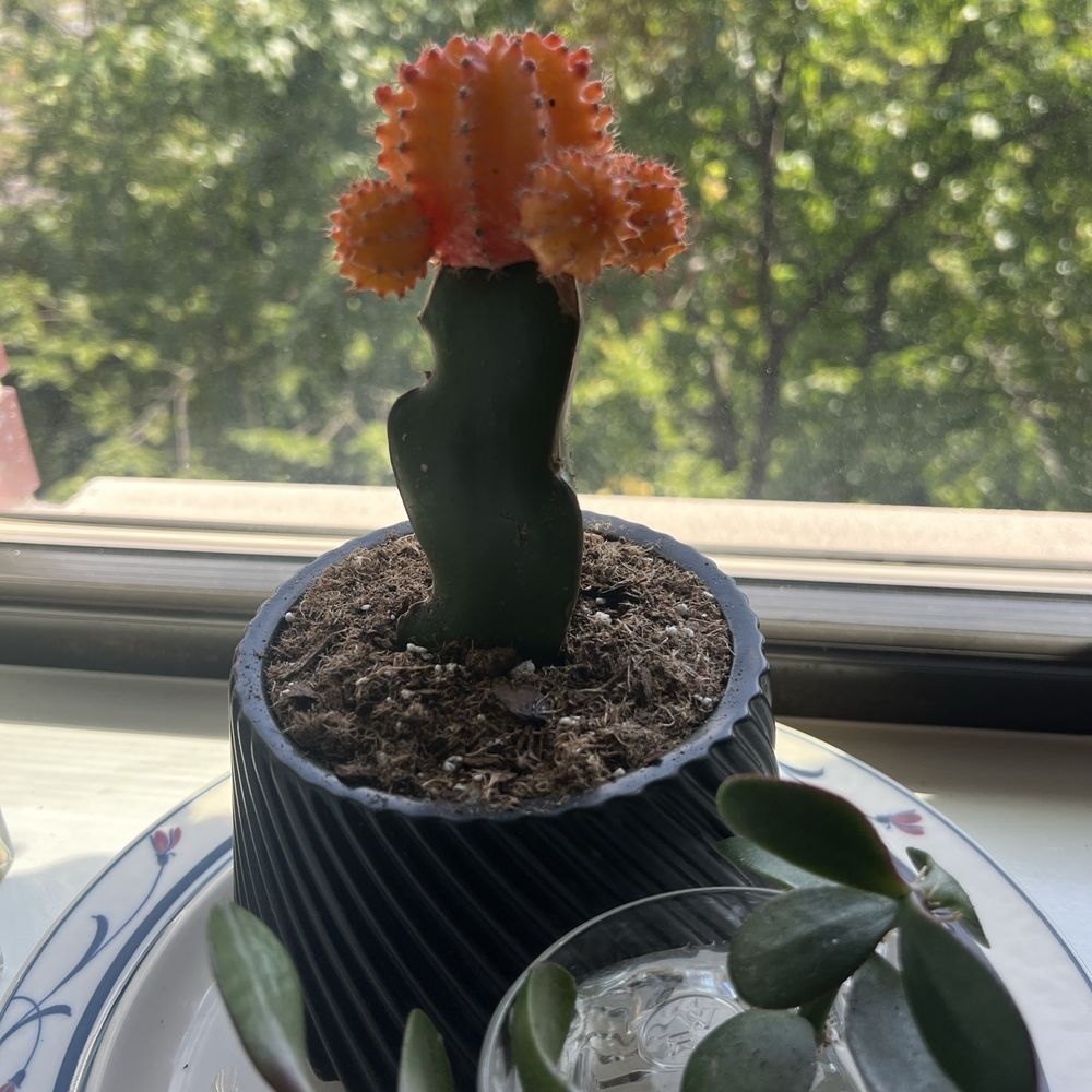 Miguel's Flower Shop - Succulent from the flower shop - Florists Near Me - Bronx, New York Miguel's Flower Shop - Succulent from the flower shop - Florists Near Me - Bronx, New York