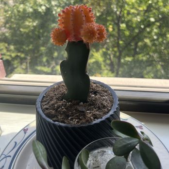 Miguel's Flower Shop - Succulent from the flower shop - Florists Near Me - Bronx, New York Miguel's Flower Shop - Succulent from the flower shop - Florists Near Me - Bronx, New York