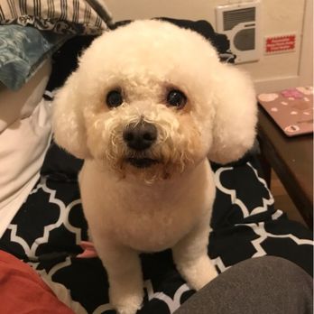 Kutz For Mutz - heart eyes - Pet Groomers Near Me - Albany, California Kutz For Mutz - heart eyes - Pet Groomers Near Me - Albany, California