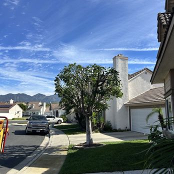 Y&A Tree Service - Carrotwood tree - Tree Services Near Me Y&A Tree Service - Carrotwood tree - Tree Services Near Me