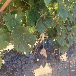 Grapes on the property Grapes on the property