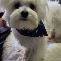 So happy after his bath and hair cut! So happy after his bath and hair cut!