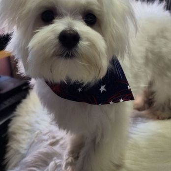 Pup E Tails - So happy after his bath and hair cut! - Pet Groomers Near Me - Torrance, California Pup E Tails - So happy after his bath and hair cut! - Pet Groomers Near Me - Torrance, California