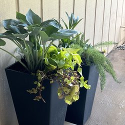 Whispering Tree Nursery - Thanks for helping me plan out and purchase the right plants for my space! I love them!