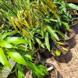 Gina's Fresh Produce & Nursery - Mallika Tree
