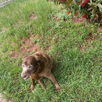 Dr Marchi - Pet Euthanasia at Home - Veterinarians Near Me - Long Beach, California Dr Marchi - Pet Euthanasia at Home - Veterinarians Near Me - Long Beach, California