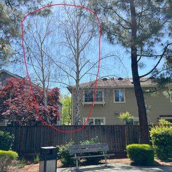 Califa Tree Care - Tree Services Near Me
