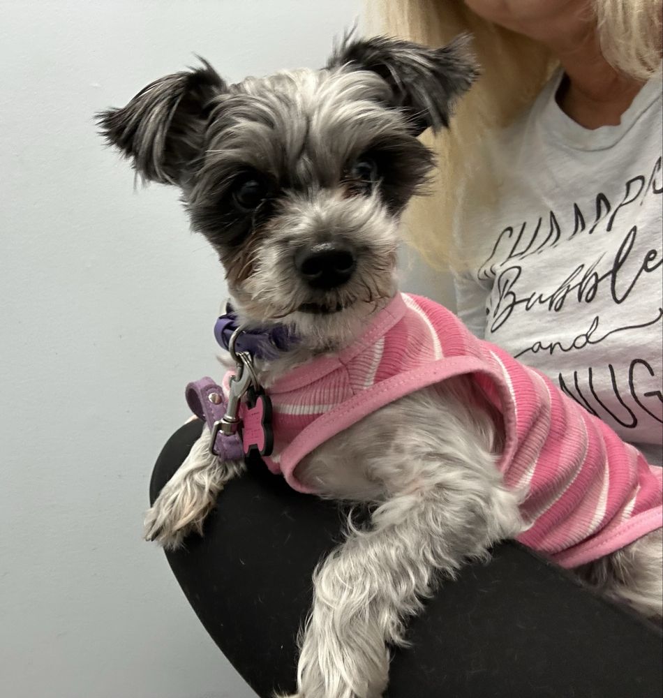 Southport Animal Hospital Image