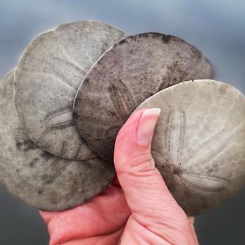 Mad River Beach - So many whole sand dollars everywhere here!! - Beaches Near Me - Lone, California