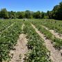Photo of Patterson Fruit Farm - Mulberry Location