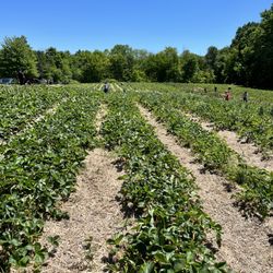 Patterson Fruit Farm - Mulberry Location - Strawberry field