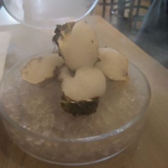 Bota - Smoked oysters - Spanish Near Me - San Francisco, California