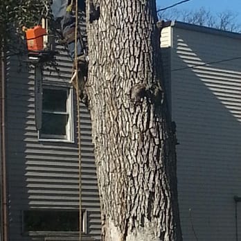 Chicago Tree Service Professionals - Tree Services Near Me