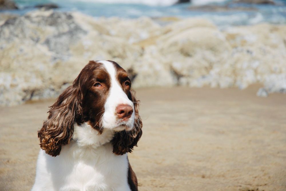 HAIR OF THE DOG 41 Photos & 14 Reviews 144 SW 8th St, Redmond