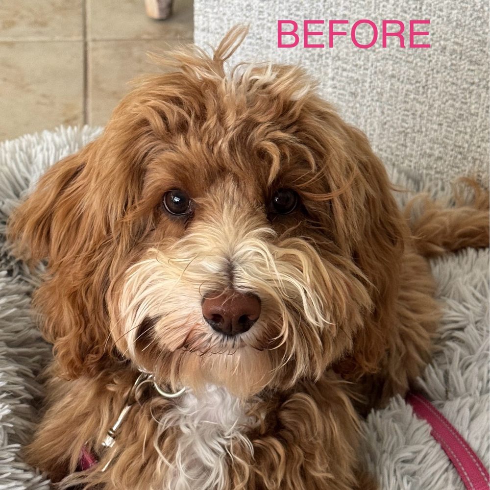 BarkSuds - Lovey, before her first cut at BarkSuds. - Pet Groomers Near Me - Lithia, Florida