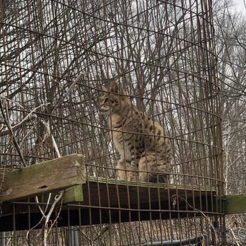 EXOTIC FELINE RESCUE CENTER - Updated September 2025 - 248 Photos & 68