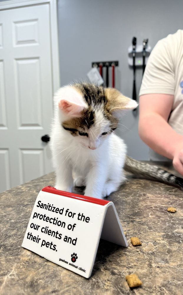 Goshen Animal Clinic - pet boarding facility in Prospect, KY