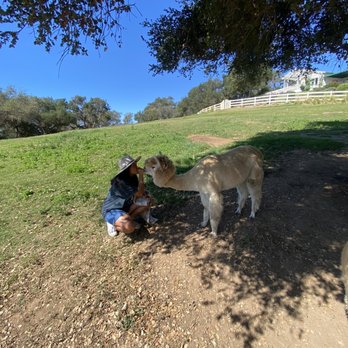Canzelle Alpacas - How to kiss an alpaca without ruining your lipstick - Farms Near Me - Carpinteria, California Canzelle Alpacas - How to kiss an alpaca without ruining your lipstick - Farms Near Me - Carpinteria, California