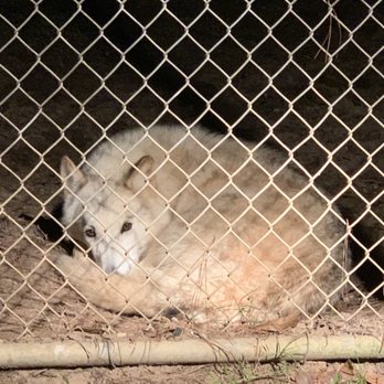 Saint Francis Wolf Sanctuary - Time for mimis - Animal Shelters Near Me - Navasota, Texas Saint Francis Wolf Sanctuary - Time for mimis - Animal Shelters Near Me - Navasota, Texas