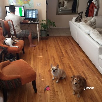 Alex Macias Dog Training - Jesse with 3 other dogs! - Pet Training Near Me