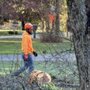 Photo of A Woman's Touch Tree Care