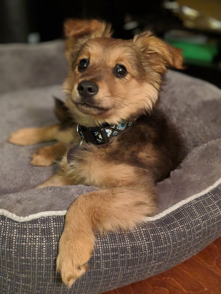 FURKIDS ANIMAL RESCUE AND SHELTERS 23 Photos & 33 Reviews Animal