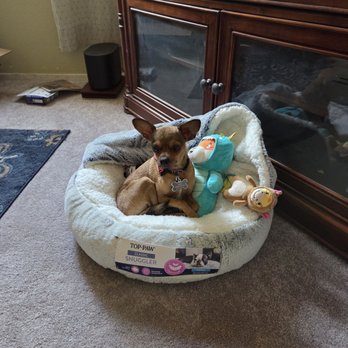 A Path 4 Paws - Jack enjoying his new bed. - Pet Adoption Near Me - Las Vegas, Nevada A Path 4 Paws - Jack enjoying his new bed. - Pet Adoption Near Me - Las Vegas, Nevada