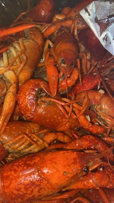 Cajun Craven by null