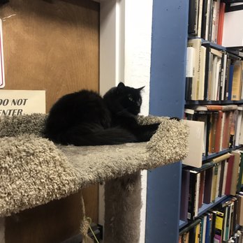 Recycle Book Store - One of their cats. (They have cat treats at the cash register, if you wanna feed the kitties) - Used Bookstore Near Me - San Jose, California