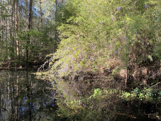 Okefenokee Swamp Park by null