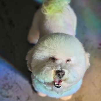 Wag n’ Swag - Pet Groomers Near Me - Los Angeles, California Wag n’ Swag - Pet Groomers Near Me - Los Angeles, California