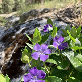 Willow Creek Trail - Willow Creek trail 04.15.22|Friday (Bass Lake, CA) - Hiking Near Me