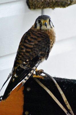 Audubon Center for Birds of Prey by null