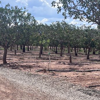 PistachioLand - Pistachio trees - Attraction Farms Near Me - Alamogordo, New Mexico