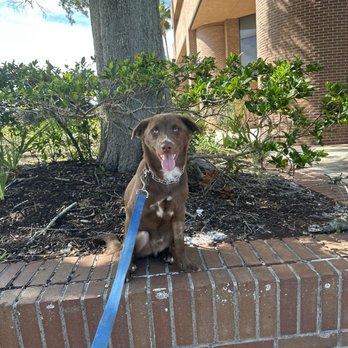 A Very Important Pet - Training ranger - Pet Sitting Near Me - Clearwater, Florida A Very Important Pet - Training ranger - Pet Sitting Near Me - Clearwater, Florida