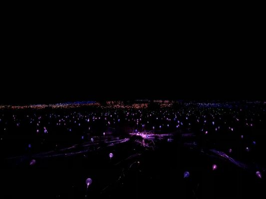 Field of Light by null