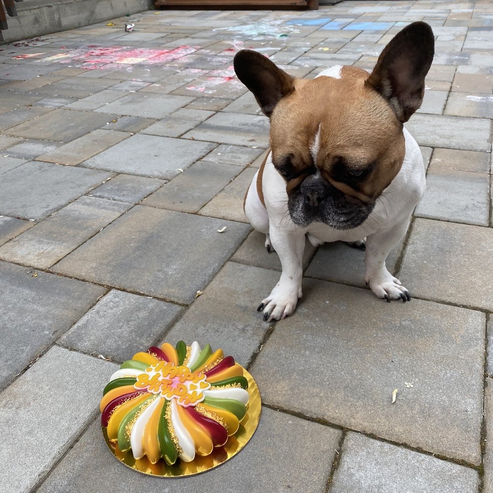 Mishka - Pet Stores Near Me - San Francisco, California